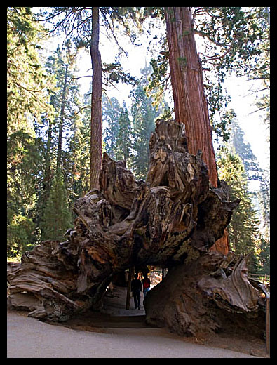 séquoia
